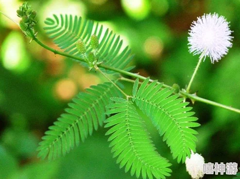 啊～你tm别了含羞草！这株植物竟然隐藏着惊人的秘密，科学家们震惊不已！